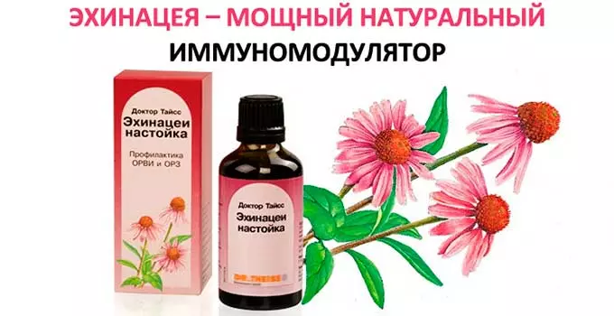 Настойка из эхинацеи