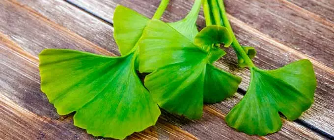 Гинкго билоба