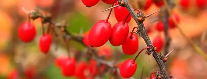 Ягоды кизила