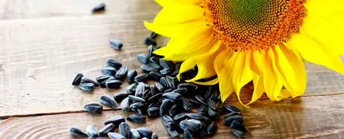 Семечки подсолнуха
