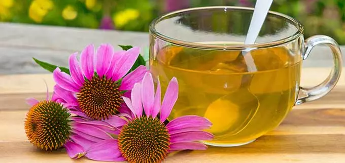 Чай с эхинацеей