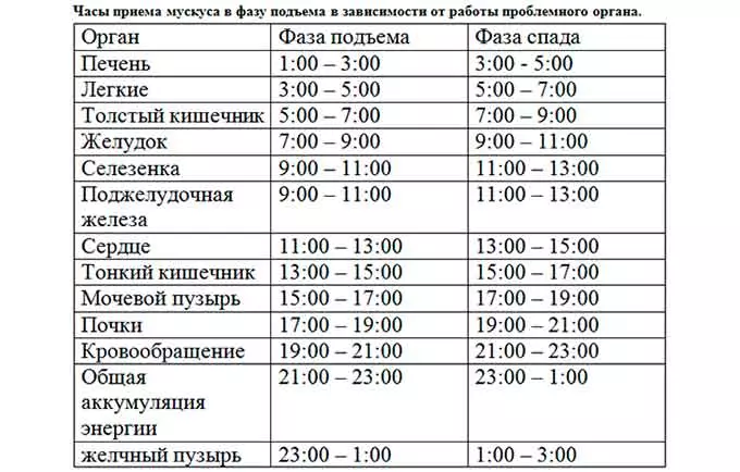 Часы приема мускуса в зависимости от проблемного органа - таблица