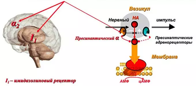 Механизм действия Физиотенза