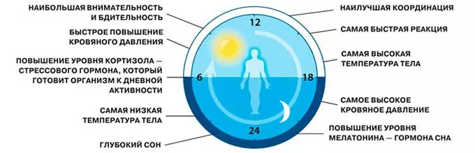 Как меняется состояние человека на протяжении суток
