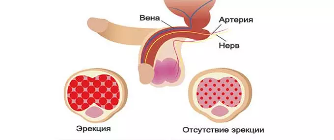 Механизм действия виагры