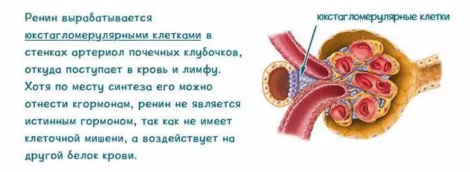 Гормон ренин