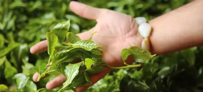 Польза чая для организма Листья зеленого чая