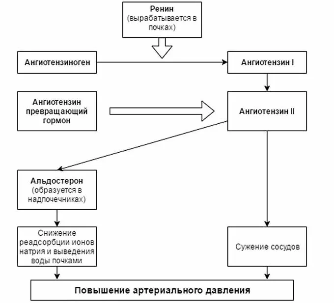 Влияние ренина на артериальное давление