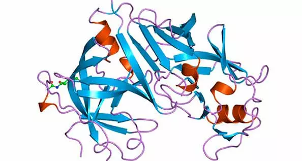 За что отвечает гормон ренин и какие факторы провоцируют повышение его уровня в крови Гормональное вещества ренин