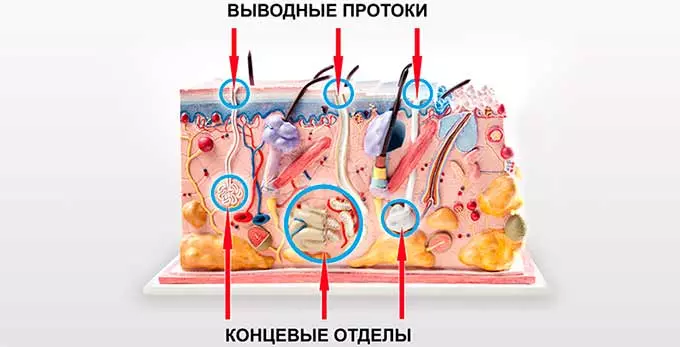 Потовые железы