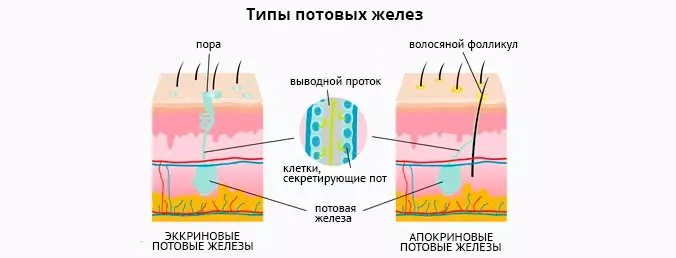 Типы потовых желез