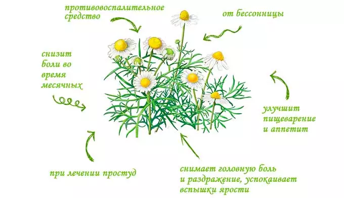 Свойства аптечной ромашки