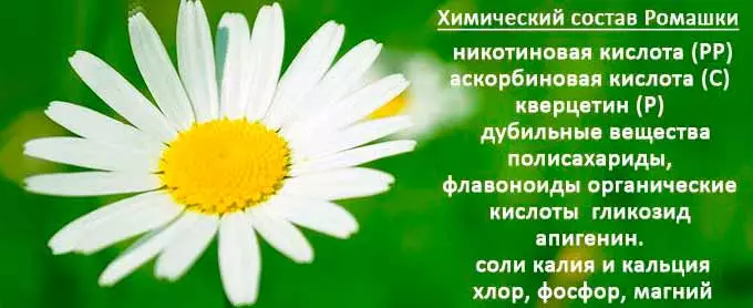Биохимический состав ромашки