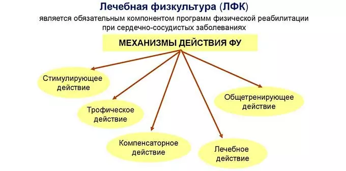 Особенности физической реабилитации Механизм действия ЛФК