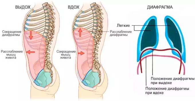 Диафрагмальное дыхание