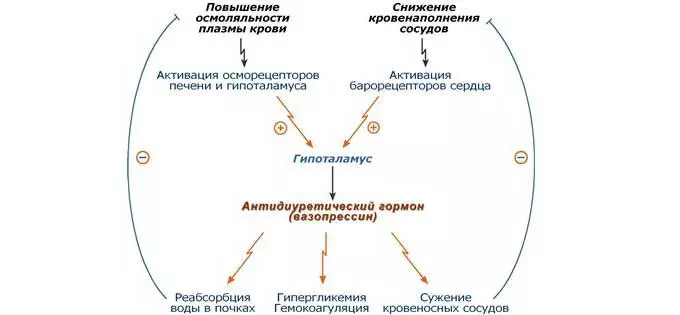 Развитие гипоталамуса
