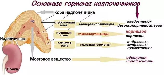 Гормоны надпочечников