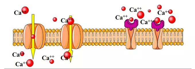 Кальциевые каналы
