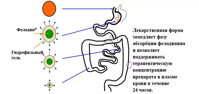 Скорость действия Фелодипа