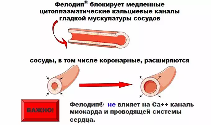Влияние Фелодипа на сосуды